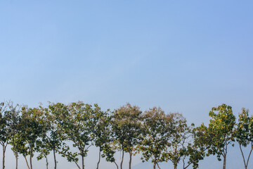 Tropical green trees on clear blue sky background.