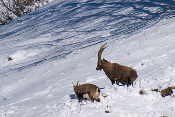 alpine ibex male and female in the rutting season in the alps of the hohe tauern national park in...