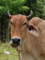 Cows in Bugaba, Panama