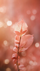 Peach soft colored leaf on the branch, made with blur style for background. Beautiful plant with coral bokeh color