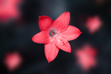 Fototapeta na wymiar Red flower on black background