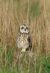 Hibou des marais, Hibou brachyote, Asio flammeus, Short eared Owl