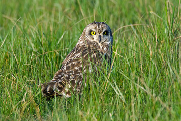 Hibou des marais, Hibou brachyote, Asio flammeus, Short eared Owl