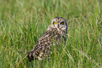 Hibou des marais, Hibou brachyote, Asio flammeus, Short eared Owl