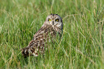 Hibou des marais, Hibou brachyote, Asio flammeus, Short eared Owl
