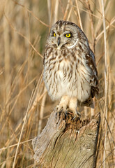 Hibou des marais, Hibou brachyote, Asio flammeus, Short eared Owl