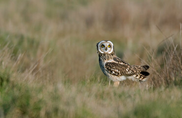 Hibou des marais, Hibou brachyote, Asio flammeus, Short eared Owl