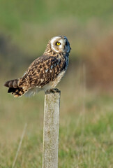 Hibou des marais, Hibou brachyote, Asio flammeus, Short eared Owl