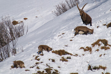 alpine ibex male, female and fawn in the rutting season in the alps of the hohe tauern national...