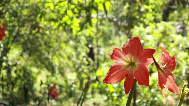 Hippeastrum puniceum in full bloom is very beautiful. Flowers on a Hippeastrum puniceum or Barbados lily growing in a garden
