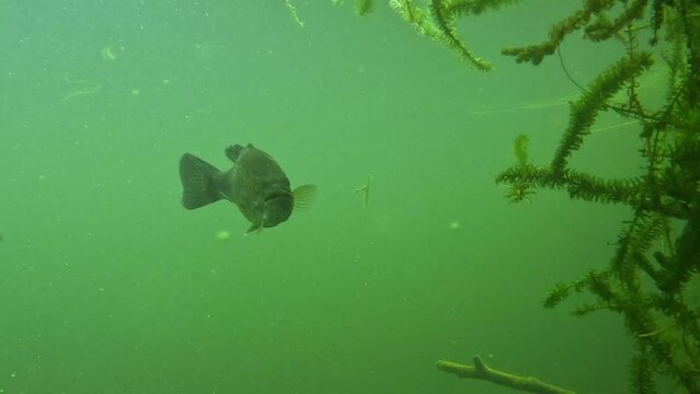A largemouth bass come to check camera, face view, close--up