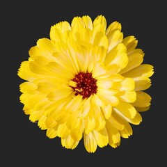 "Vibrant Marigold Flower Used in Traditional Indian Festivals" Marigold Flower, 