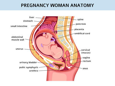 Pregnant woman. Pregnancy normal course, medical education, bladder, vagina and cervix. Fetus with umbilical cord and placenta. Anatomical poster. Preparation for childbirth. Vector concept