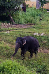 elephant in the grass