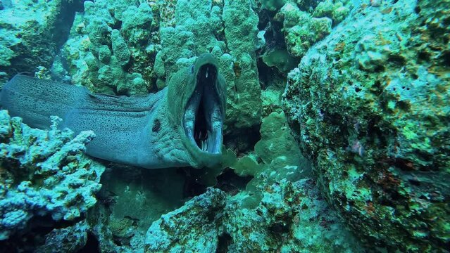 Morray Eel open a very large mouth to get cleaned by a wrasse. Series of 3 clips. Check my portfolio for similar rushes.