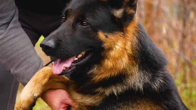 A large German Shepherd gives a paw to its owner. Breeding and training of large dogs. Guard dog. A large service dog for protection and guarding.