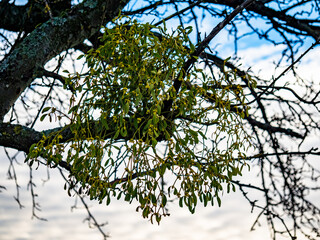 Baum mit vielen Misteln im Winter