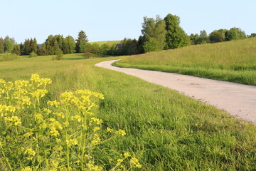Path through the countryside, green meadow, trees, yellow flowers in the foreground