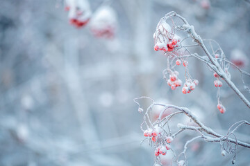 Red rowan in winter under the snow. Winter Concept background
