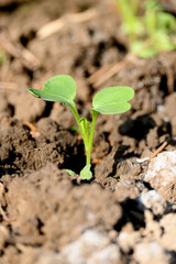 closeup the small green ripe radish plant with soil in the farm soft focus natural green brown background.
