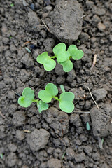 closeup the bunch small green ripe radish plant with soil in the farm soft focus natural green brown background.