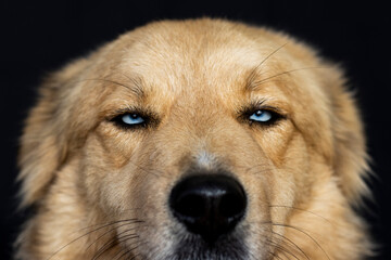 portrait cinnamon dog and blue eyes on black background