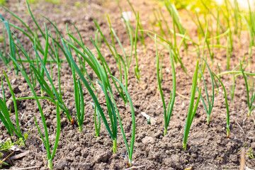 Young green onions in a garden bed on a sunny spring day. Growing greens