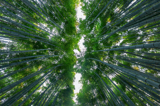 Beautiful landscape of bamboo grove in the forest at Arashiyama Kyoto Japan