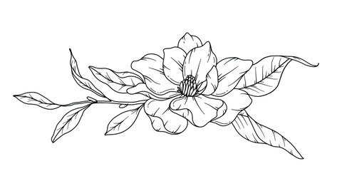 Magnolia Line Drawing. Black and white Floral Bouquets. Flower Coloring Page. Floral Line Art. Fine Line Magnolia  illustration. Hand Drawn flowers. Botanical Coloring. Wedding invitation flowers