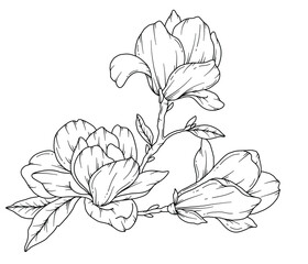 Magnolia Line Drawing. Black and white Floral Bouquets. Flower Coloring Page. Floral Line Art. Fine Line Magnolia  illustration. Hand Drawn flowers. Botanical Coloring. Wedding invitation flowers