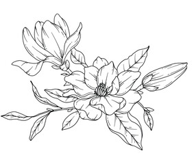Fototapeta premium Magnolia Line Drawing. Black and white Floral Bouquets. Flower Coloring Page. Floral Line Art. Fine Line Magnolia illustration. Hand Drawn flowers. Botanical Coloring. Wedding invitation flowers