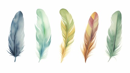 Watercolor feathers on a white background