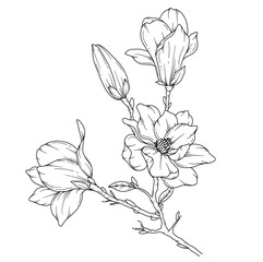 Magnolia Line Drawing. Black and white Floral Bouquets. Flower Coloring Page. Floral Line Art. Fine Line Magnolia  illustration. Hand Drawn flowers. Botanical Coloring. Wedding invitation flowers
