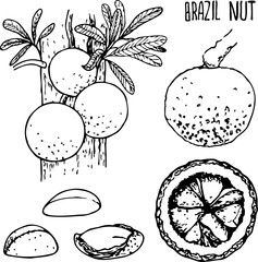Hand drawn vector line illustration of Brazilian Nuts.