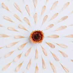 Bright pink flower petals and bud pattern on white background. Creative minimal Parisian vibes...