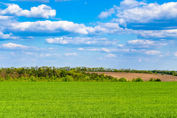 Beautiful horizon scenery in village meadow on color natural background