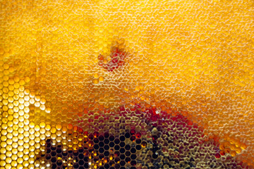 Drop of bee honey drip from hexagonal honeycombs filled with golden nectar