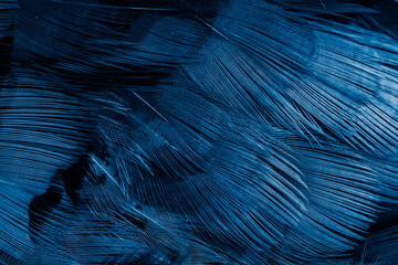 blue feathers with an interesting pattern. background