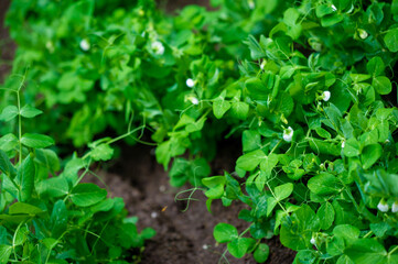 Pea plants can be grown in the garden Growing peas requires proper soil preparation and care. Picking fresh and tasty peas from your own garden is profitable.