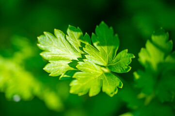 Green parsley sprout, A fresh and bright addition to any dish. Nutrient-rich source of vitamins and...