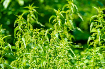 Nettle leaves are a natural remedy for various health problems. Green nettle leaf contains antioxidants and anti-inflammatory properties. It can be used in tea, supplements, or as an ingredient