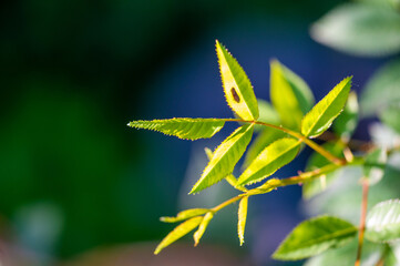 Rosehip with Fresh Green Notes Offers the benefits of rosehip in a unique and refreshing way. A natural product that promotes health and well-being