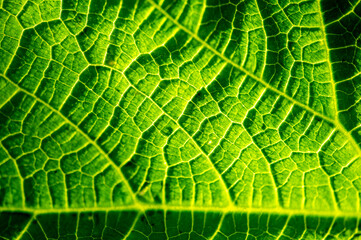 green leaf close-up. Whispers of the Green Veil: A symphony of chlorophyll whispers, weaving...