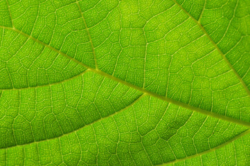 green leaf close-up.Uncovering the Hidden: Immerse yourself in the hypnotic allure of vibrant...