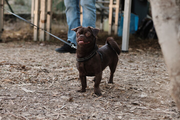 A cute portrait of a Petit Brabancon dog in nature. Puppy pet concept.  Black little dog in a park....