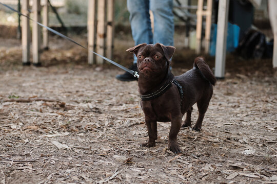 A cute portrait of a Petit Brabancon dog in nature. Puppy pet concept.  Black little dog in a park. Petit Brabancon or Belgian Griffon.