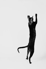 Cornish Rex cat jumping