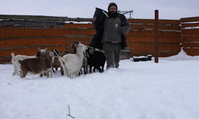 goats on the farm