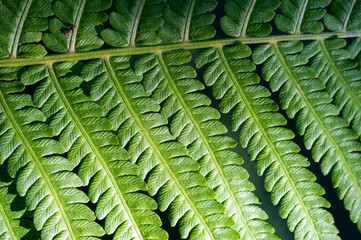 Feel the beauty and vibrancy of nature with fern leaves. Nature is art. Enjoy the beauty of green...