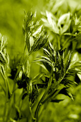 Obraz premium Natural background of green peony leaves. Close-up. Selective focus.